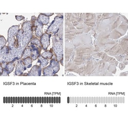 IGSF3 Antibody, Novus Biologicals 0.1mL; Unlabeled:Antibodies, Polyclonal